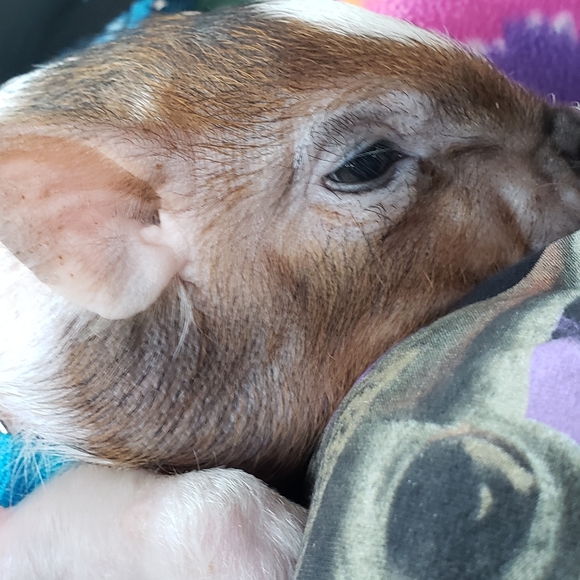 Meet your Posher, Tamara - Picture 3 of 11